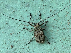 Ancylonotus tribulus