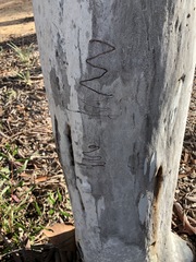 Eucalyptus rossii