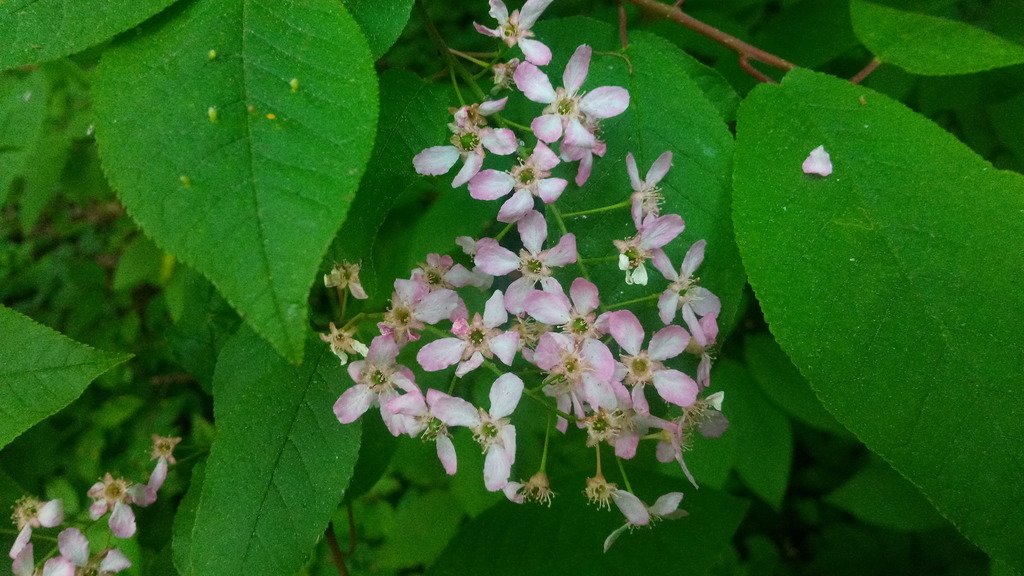 Prunus padus, Eastern Administrative Okrug, Moscow, Russia