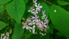 Prunus padus
