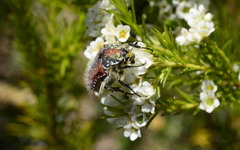 Trichostetha capensis