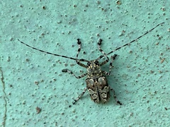 Ancylonotus tribulus