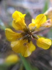 Hippocrepis comosa