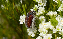 Trichostetha capensis