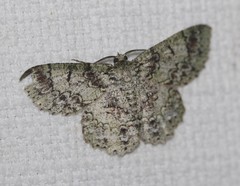 Hypodoxa conspurcata