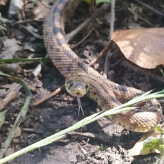 Zamenis scalaris