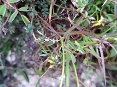 Hippocrepis comosa