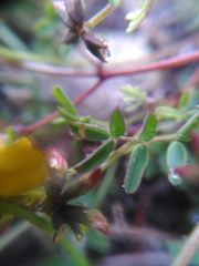 Hippocrepis comosa