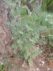 Sisymbrium loeselii