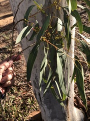 Eucalyptus rossii