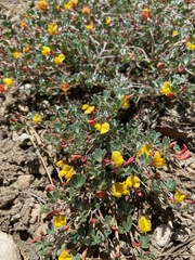 Acmispon argyraeus argyraeus