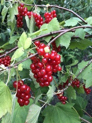 Ribes rubrum
