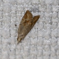 Euphona euphona