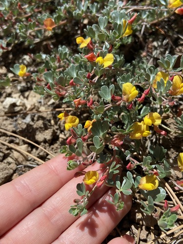 Image of Acmispon argyraeus by (c) Emily Chebul, some rights reserved (CC BY-SA)