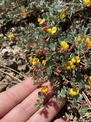Acmispon argyraeus argyraeus