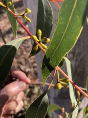 Eucalyptus rossii
