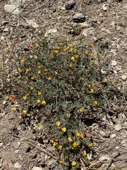 Acmispon argyraeus argyraeus