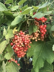 Ribes rubrum