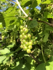 Ribes rubrum