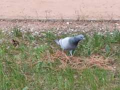 Columba livia domestica