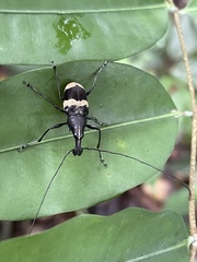 Acanthothorax
