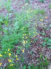 Ranunculus auricomus