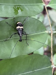 Acanthothorax