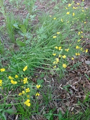 Ranunculus auricomus