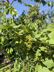 Ribes rubrum