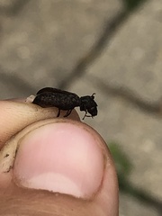 Lichenophanes bicornis