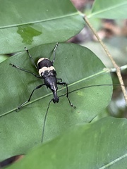 Acanthothorax