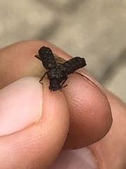 Lichenophanes bicornis