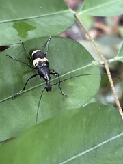 Acanthothorax
