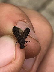 Lichenophanes bicornis