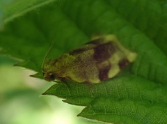 Choristoneura fractivittana