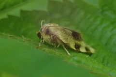 Choristoneura fractivittana