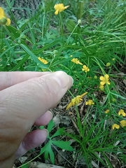 Ranunculus auricomus
