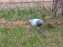 Columba livia domestica