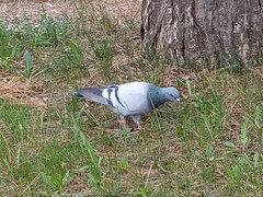 Columba livia domestica