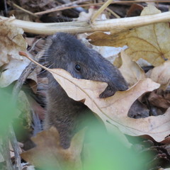 Thomomys umbrinus