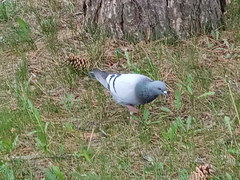 Columba livia domestica