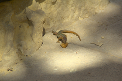 Podarcis filfolensis maltensis
