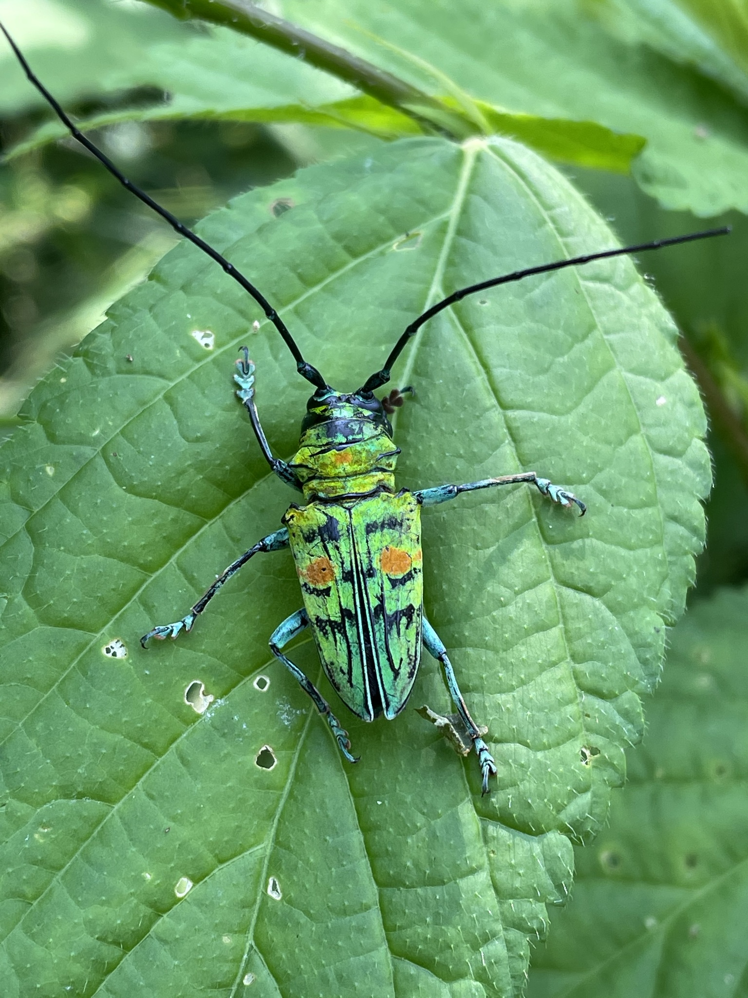 Genus Sternotomis · iNaturalist