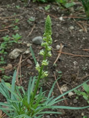 Reseda lutea