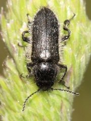 Enicopus