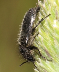 Enicopus