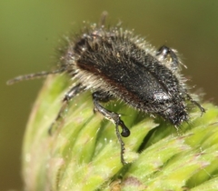 Enicopus