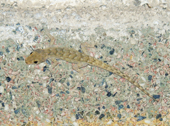 Mediodactylus kotschyi
