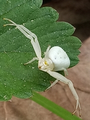 Misumena vatia