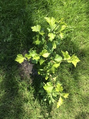 Ribes uva-crispa